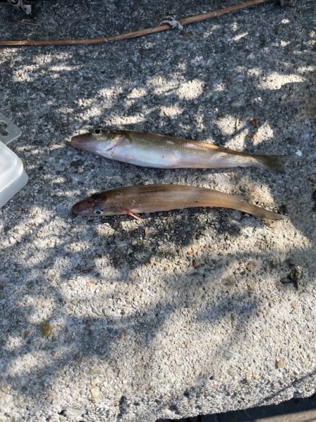 まさかのシロギス！？