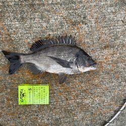 波止フカセでチヌ。 海亀出現！