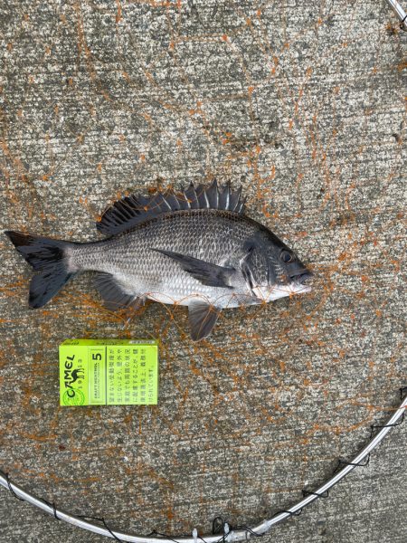 波止フカセでチヌ。 海亀出現！