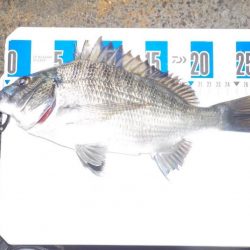 かかり釣りデビュー戦