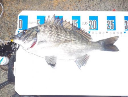 かかり釣りデビュー戦