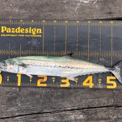 ライトショアジギング なら筏