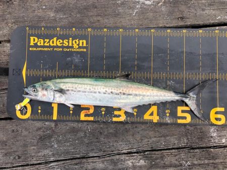 ライトショアジギング なら筏