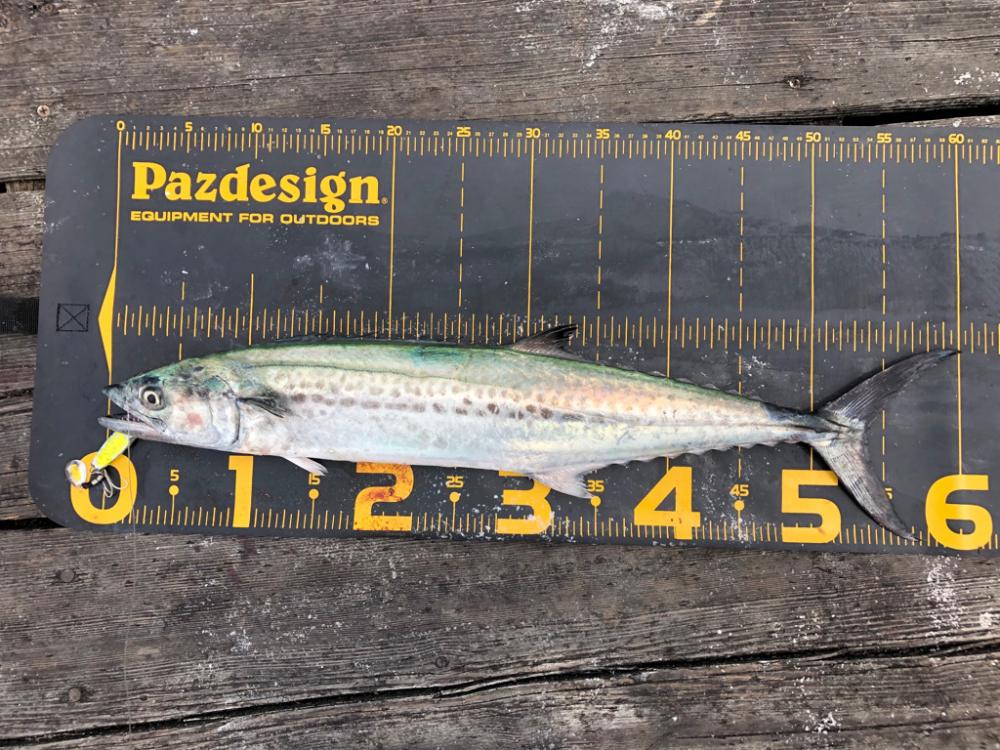 ライトショアジギング なら筏