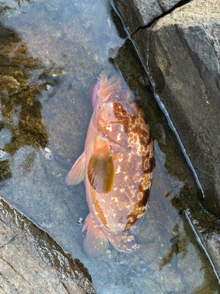 良型アコウ&アジ