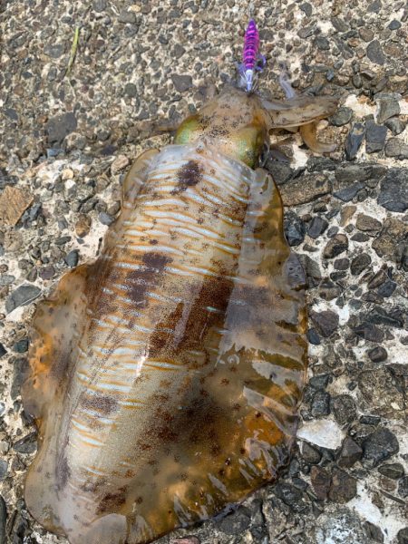 春イカエギング