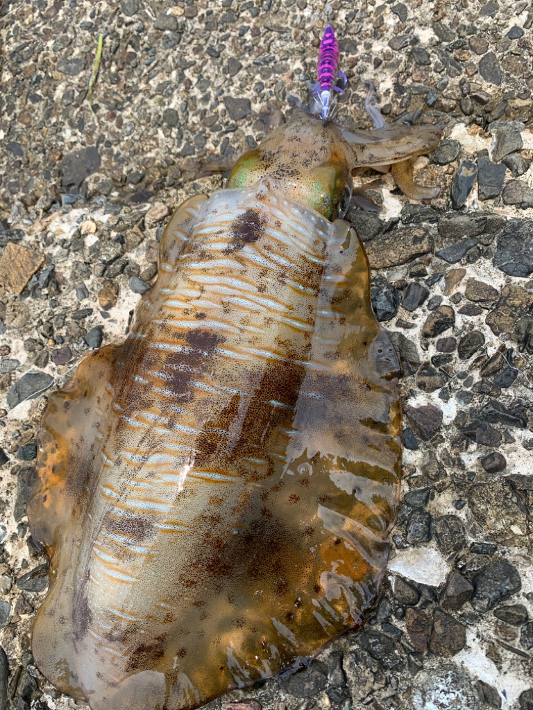 春イカエギング