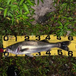 久しぶりのスズキサイズ(^^)