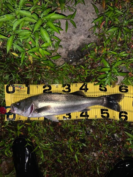 久しぶりのスズキサイズ(^^)