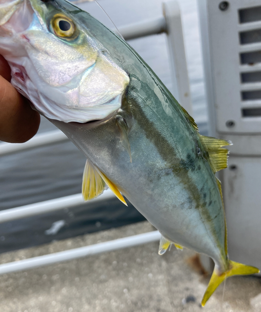 一瞬のツバス祭り。。。