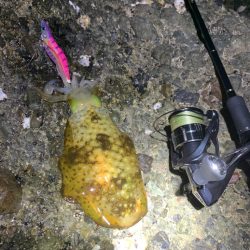 キロアップ捕獲！