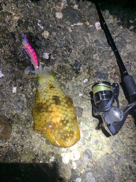 キロアップ捕獲！