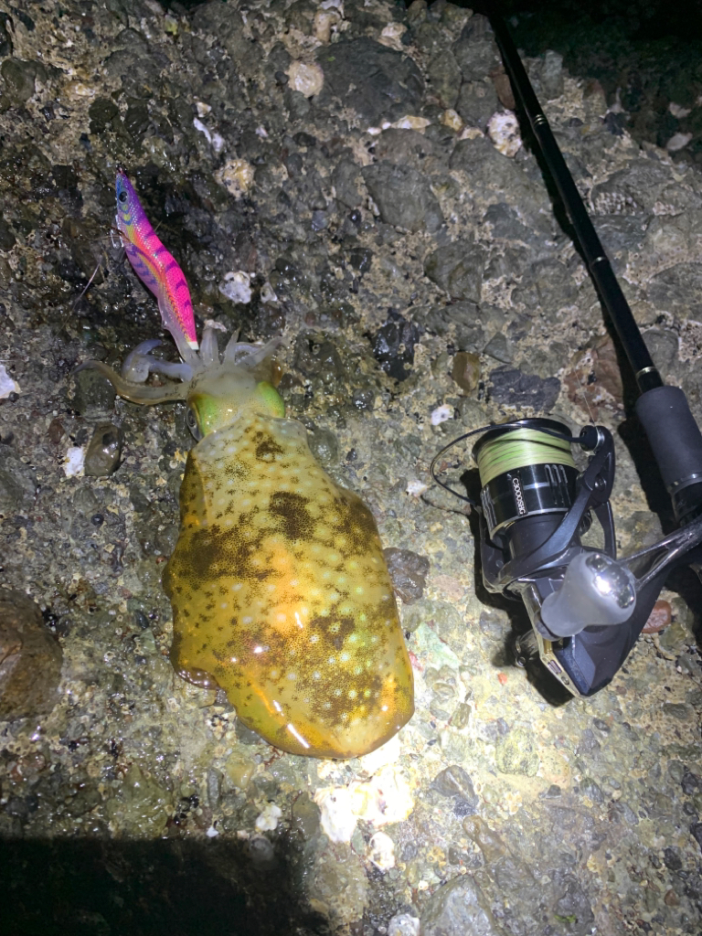 キロアップ捕獲!