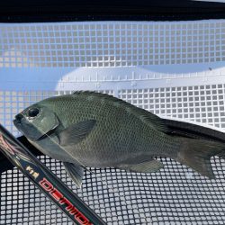 サバゴの猛攻に苦戦❗️