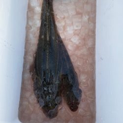 東京湾マゴチゲーム