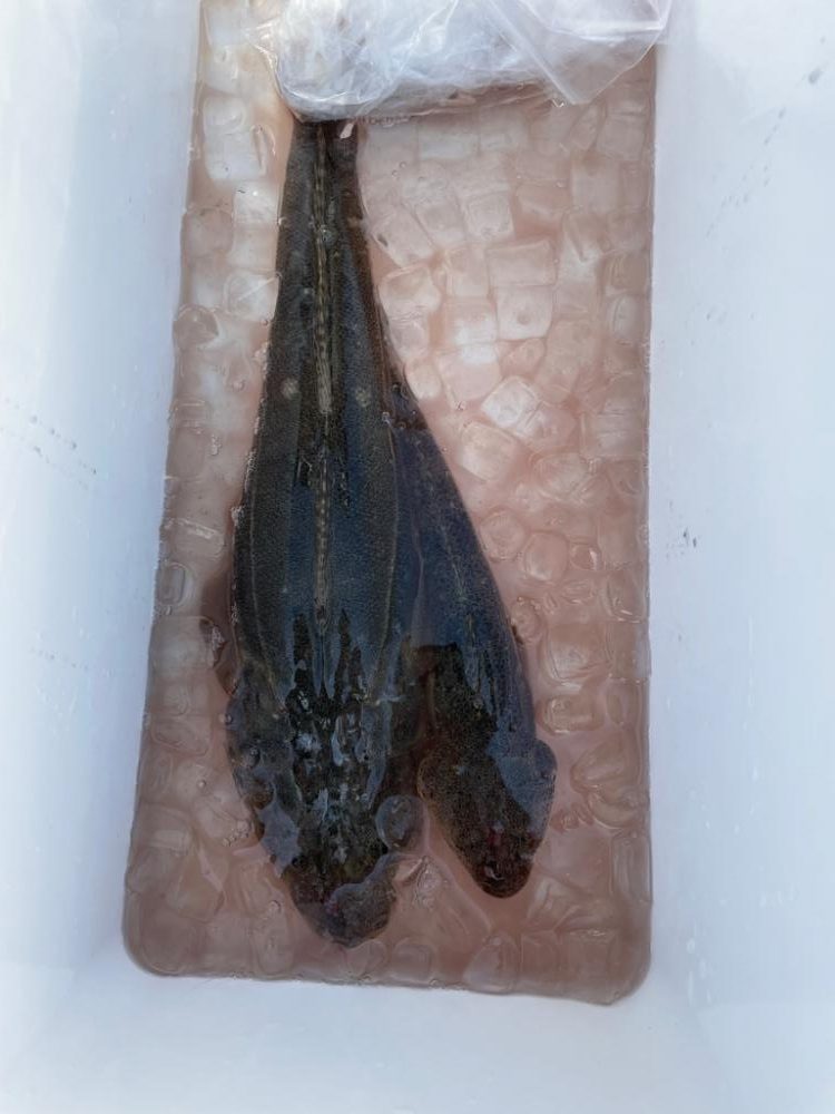 東京湾マゴチゲーム