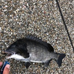 雨が降るまでの短時間釣行