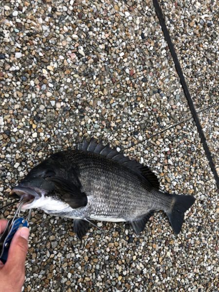 雨が降るまでの短時間釣行