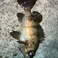 2022ライトゲーム第19戦