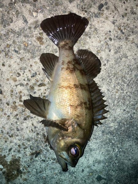 2022ライトゲーム第19戦