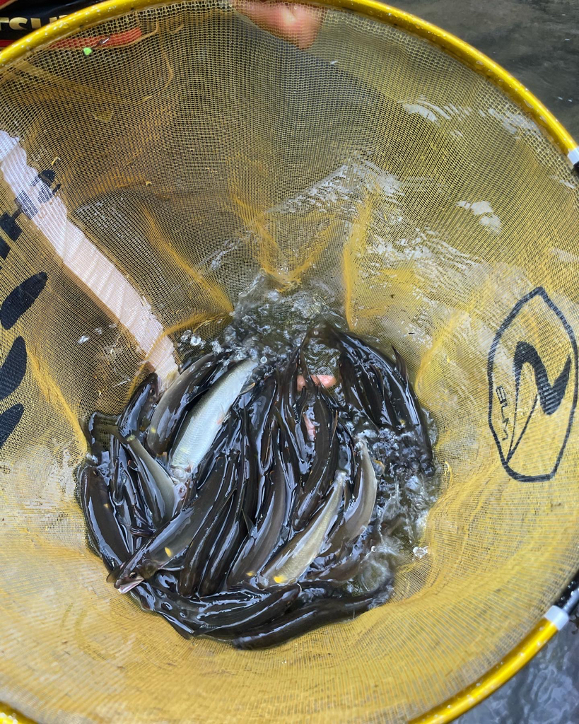 天川村　鮎釣り