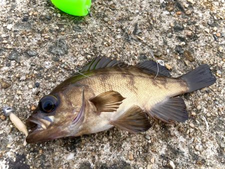 アジ不在。でもメバルは裏切らないにゃ。