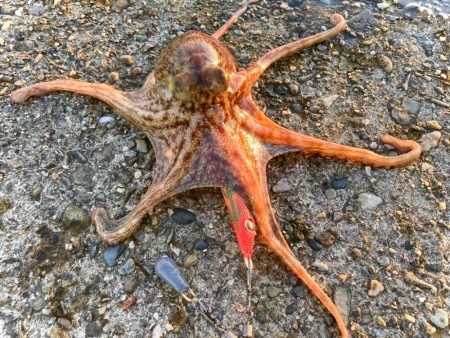 タコ釣りのカラーローテ難しいにゃ。