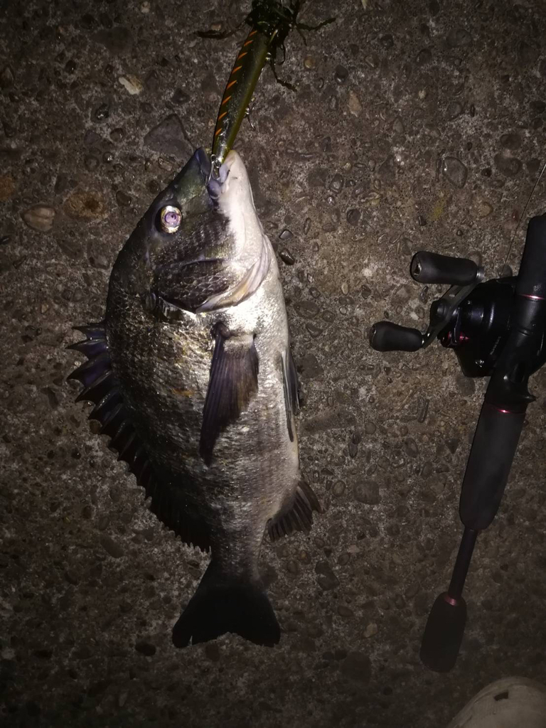 シーバス釣りでチヌ