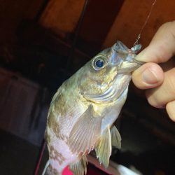 寄り道メバリング