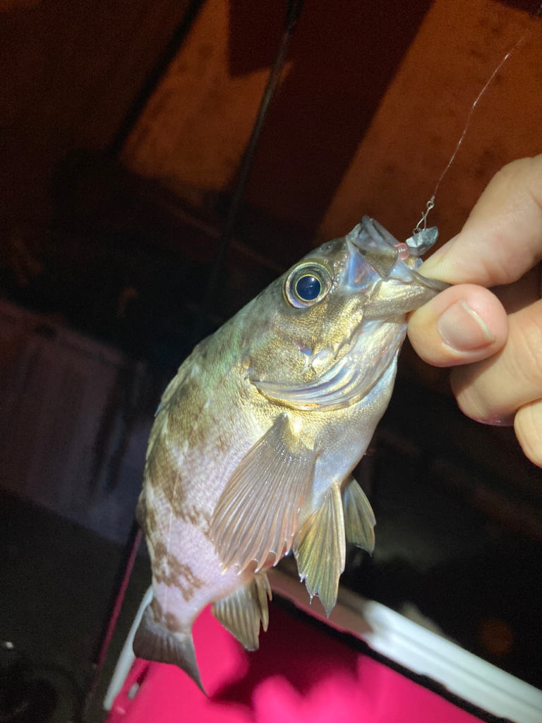 寄り道メバリング