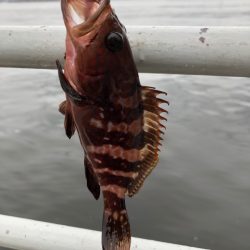 青イソメで根魚