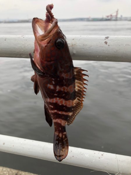 青イソメで根魚