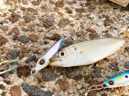 アジを求めてヒラリンを投げる