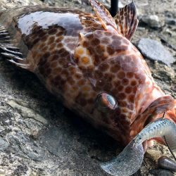 ロックフィッシュとハガツオ