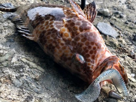 ロックフィッシュとハガツオ