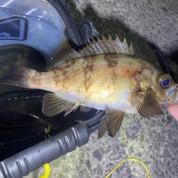 いろんなおさかな