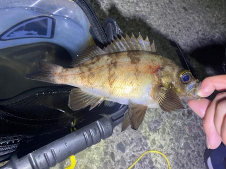 いろんなおさかな