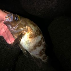 強風メバリング