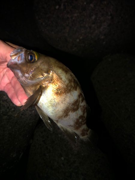 強風メバリング