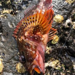 ハードロックフィッシュゲーム!!