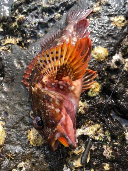 ハードロックフィッシュゲーム!!