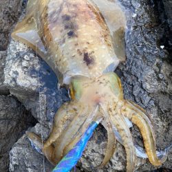 梅雨明けエギング