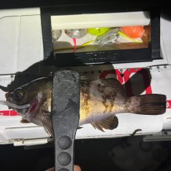 メバル数釣り