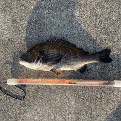 波止フカセでチヌ。