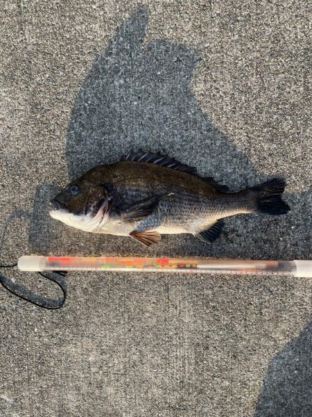 波止フカセでチヌ。