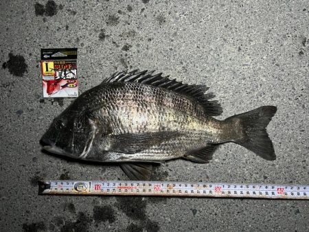 クロダイ、スズキ狙い