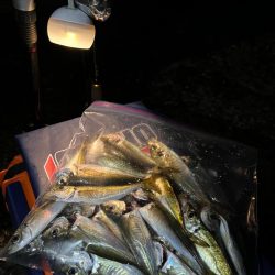 アジ爆釣でした