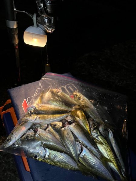 アジ爆釣でした