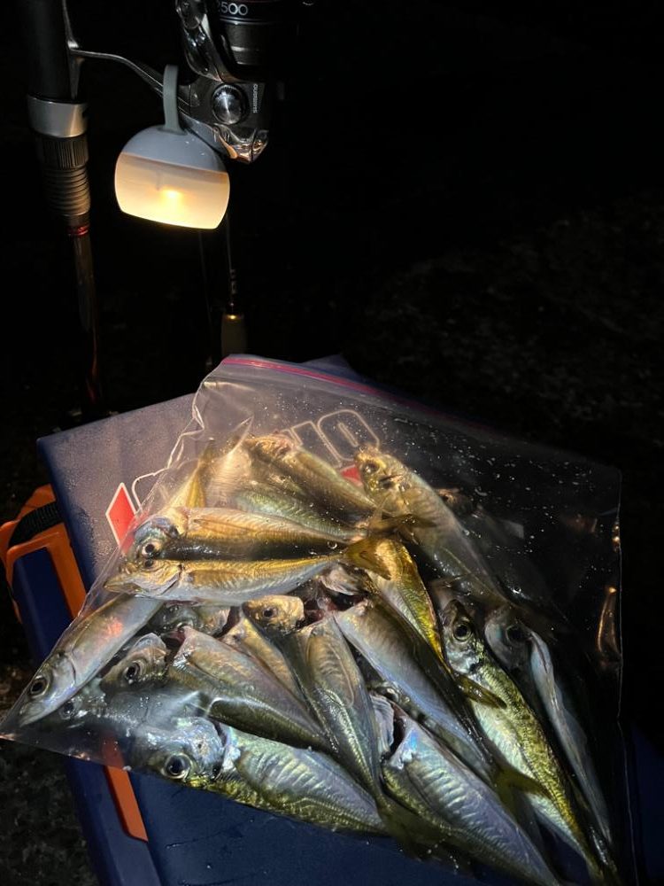 アジ爆釣でした