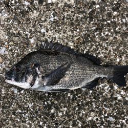 朝からエビ撒き